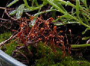 a moss plant