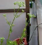 parsley (flower)